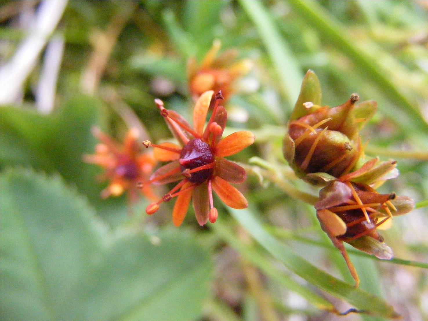 Saxifraga aizoides / Sassifraga autunnale